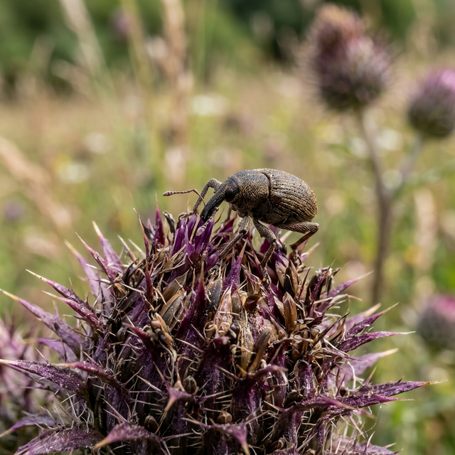 A close-up of a tiny biocontrol weevil feeding on the seed head of an invasive musk thistle